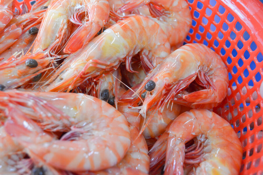 Tiger Prawn