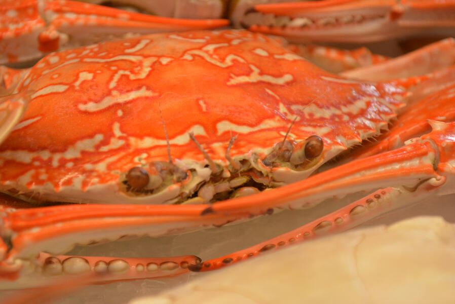 Sand Crab Raw or Cooked