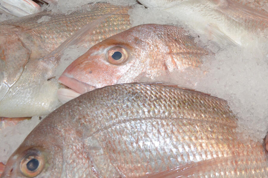 New Zealand Snapper