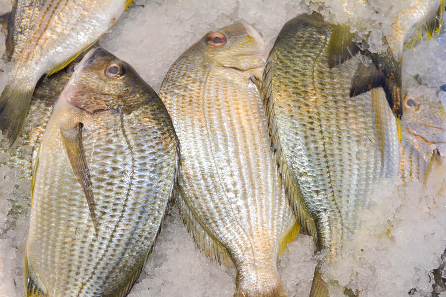 Bream